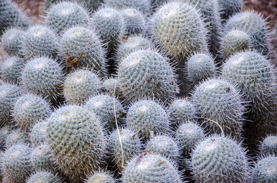 Cactus - Marrakech - Marruecos 2